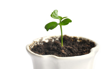 Little plant of citrus