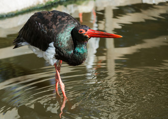 portrait of black stork