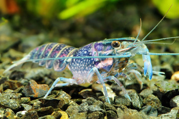 The blue crawfish  in a freshwater aquarium.