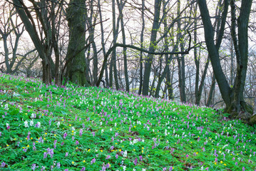 Colorful flowers in an early spring forest