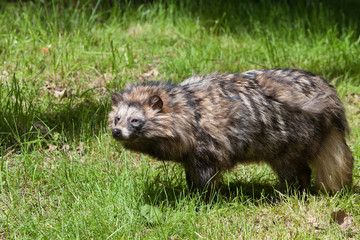 raccoon dog