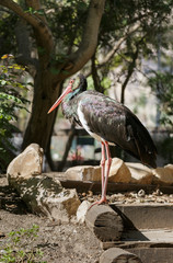 portrait of black stork