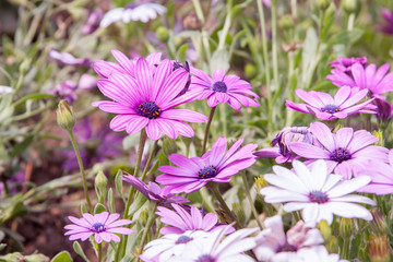 Obraz premium Bornholmer Magaritte