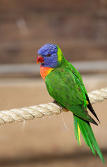 beautiful parrot
