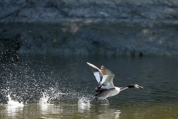 Duck taking off in pond
