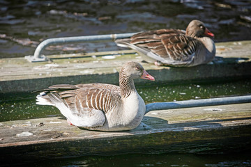 Ducks on wooden boards