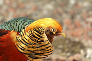 pheasant