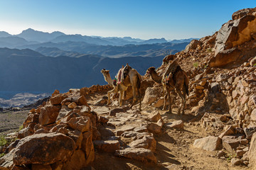Camels on mountain trail on Moses mountain, Sinai Egypt - obrazy, fototapety, plakaty