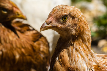 Head brown chicken closeup on blurred background