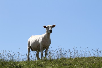 Schaf auf dem Deich