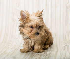 Yorkshire terrier