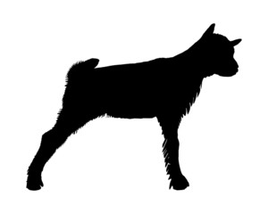 Zicklein