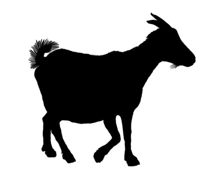 black goat silhouette walking on white