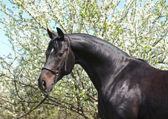 Portrait of beautiful  stallion on  spring blossom background