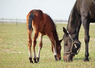 Little  bay foal  and dark-brown mare grazing on pasture