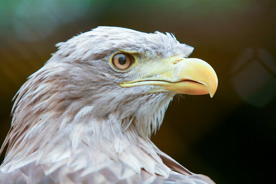 Profile of white tailed eagle
