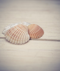 Seashell collection