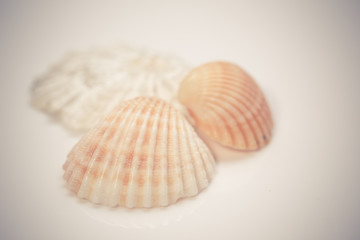 Fototapeta na wymiar Seashell collection