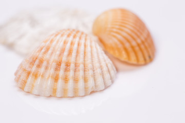 Seashell collection