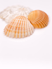 Seashell collection