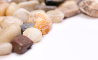 Seashell collection