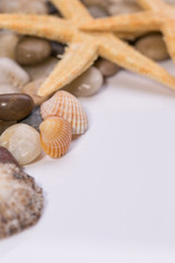 Seashell collection