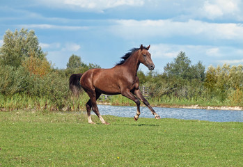 A beautiful brown horse galloping on pasture a shore lake