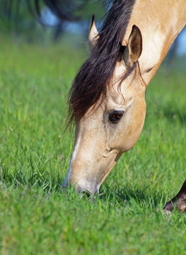 Expressive head of  buckskin horse on grass background