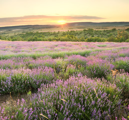 Meadow of lavender.