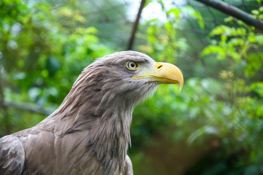 White tailed eagle in captivity