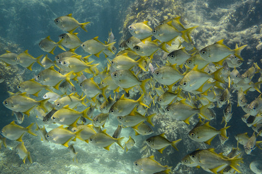 School of Woodwards Pomfret fish Perth Australia