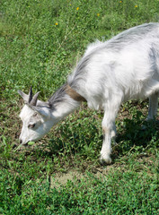 Naklejka na ściany i meble little goat on a meadow with green grass.