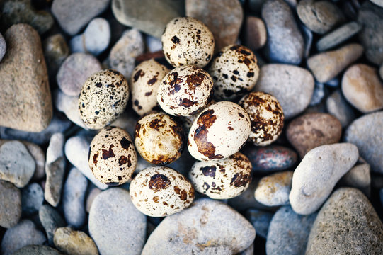 Quail eggs on the pebbles