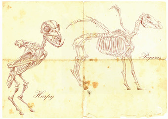 An hand drawn vector: Harpy, Pegasus