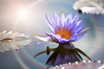 Papier Peint photo autocollant fleur de lotus Lotus Flower With Sun Flare