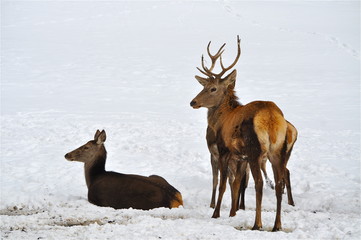 Hirsch mit zwei Hirschkühen im Schnee