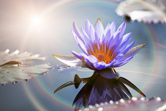 Fototapeta Lotus Flower With Sun Flare