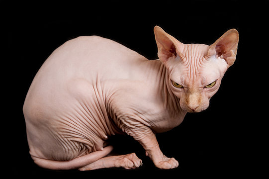 Cat with no hair outlet