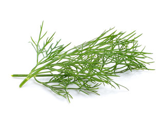 Coriander bunch on white background