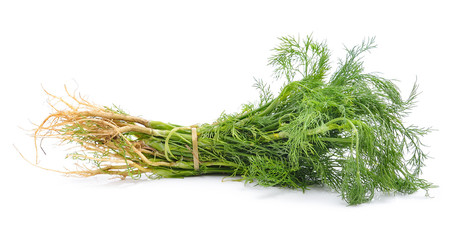 Coriander bunch on white background