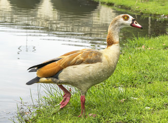 Duck with nature background