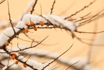 sea buckthorn berries covered with snow
