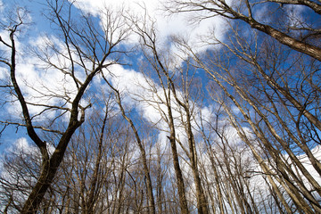 冬枯れの木立と青空