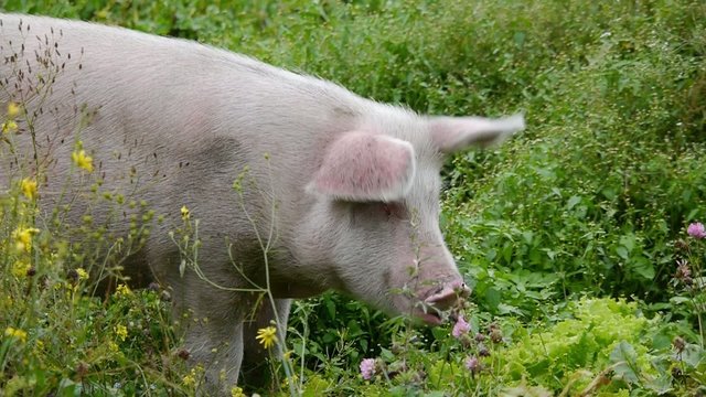 Pink pig eats green grass, swine grazes