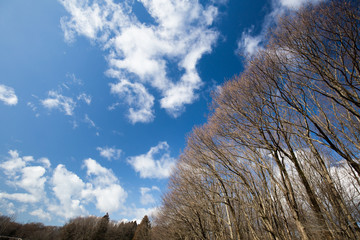 冬枯れの木立と青空