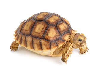 turtle on white background