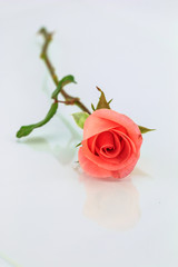 Pink rose with shadow horizontally