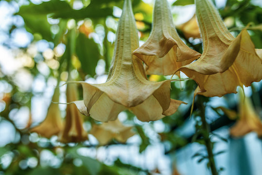 Brugmansia