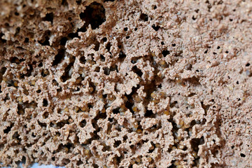 termite nests.