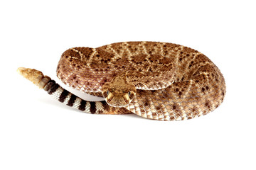 Western Diamondback Rattlesnake.